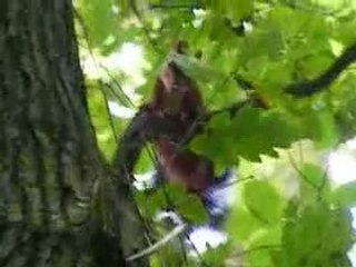 Vidéo écureuil roux