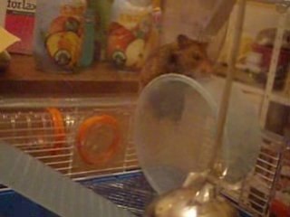Dolby mon hamster