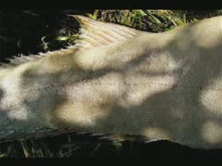 hiç denizkızı gördünüzmü!..gercek