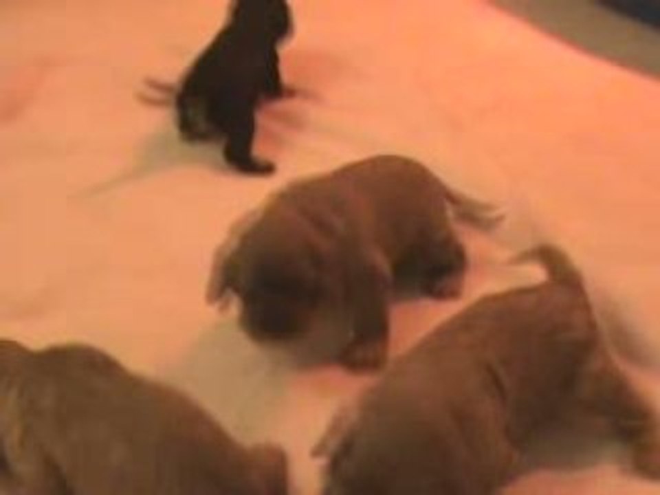 bb ruby de 3 semaines