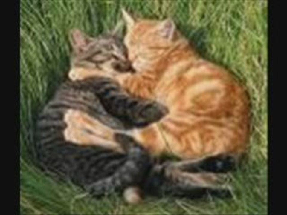 Chats_0001