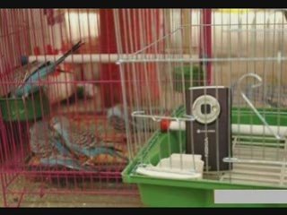 მობილური: NOKIA N95-ის განუსაზღვრელი ფუნქციები