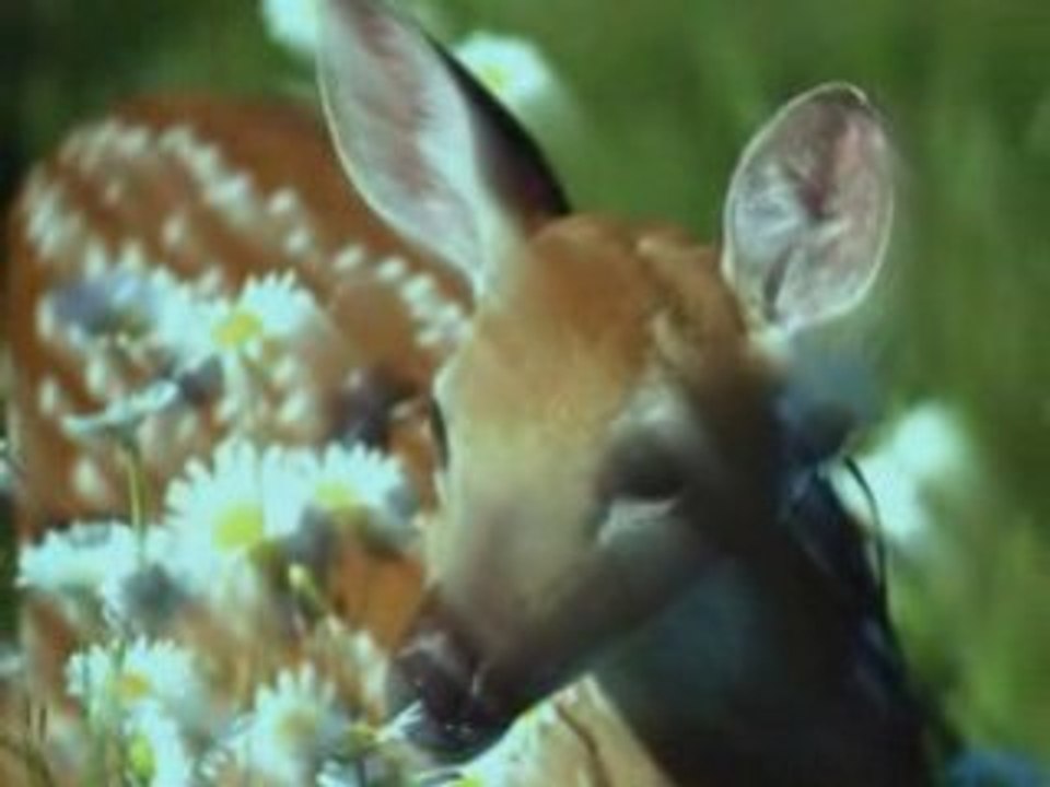 ma biche