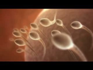 Lachvandedag.nl - Bloemenzaad