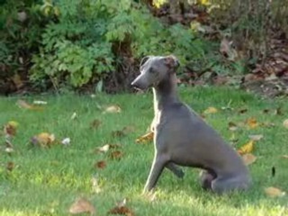 l'instinct de chasse