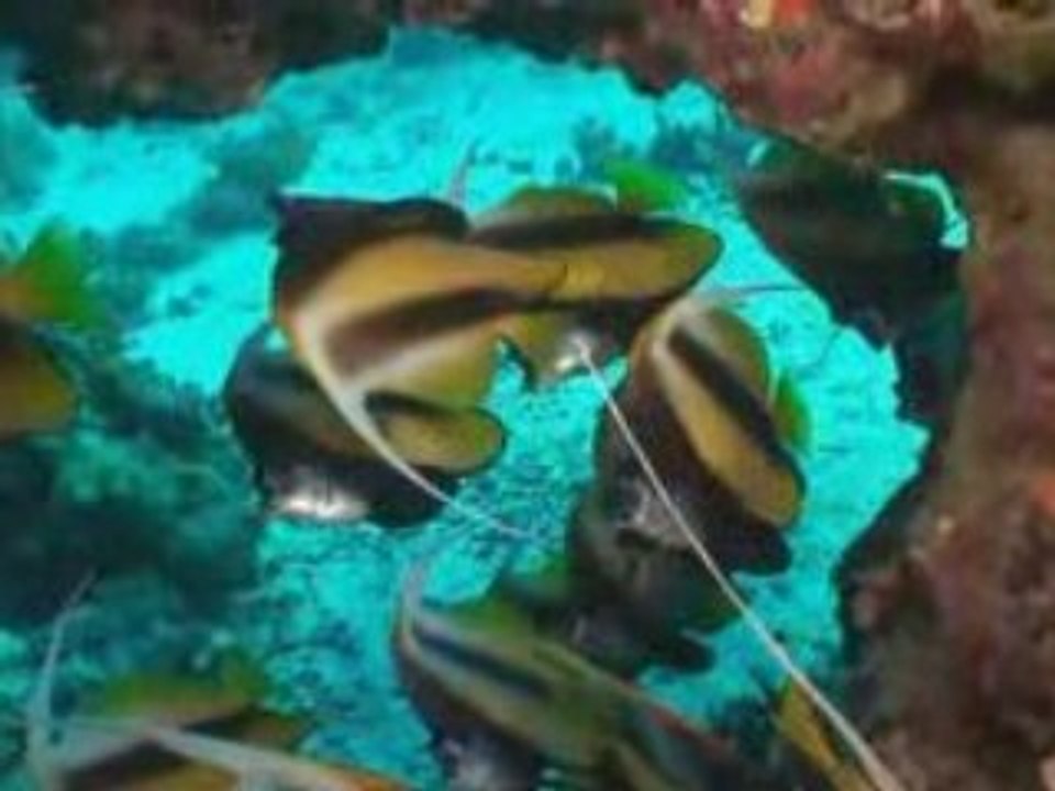 Croisiere plongee St John Egypte