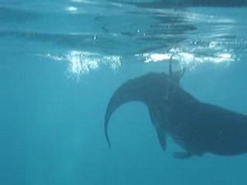 04 Manta noire
