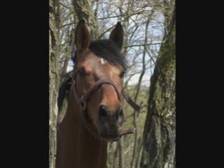 Chevaux . Poney
