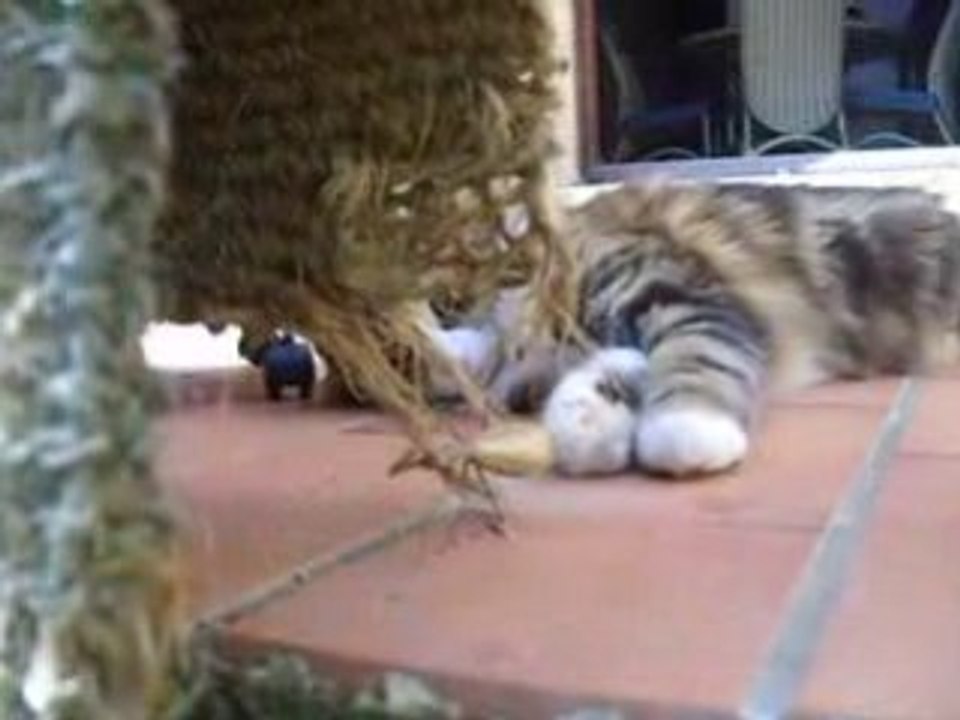 Pacha, le chat serial killer