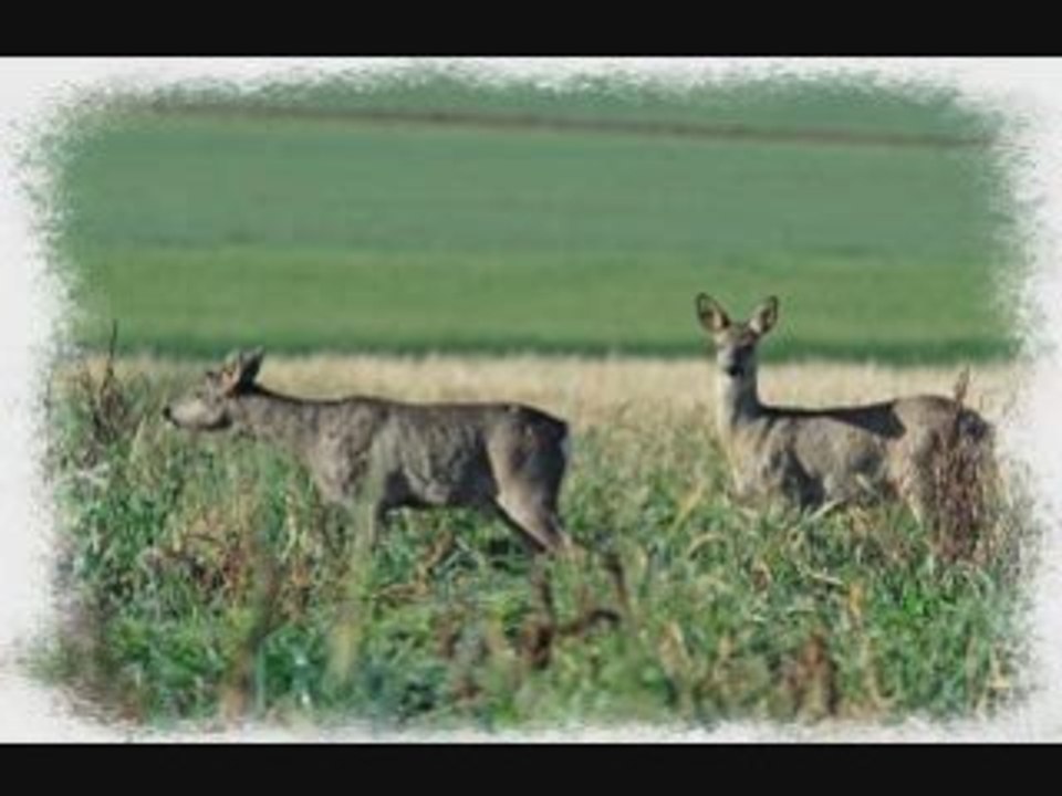 Animaux de nos forêts et campagnes