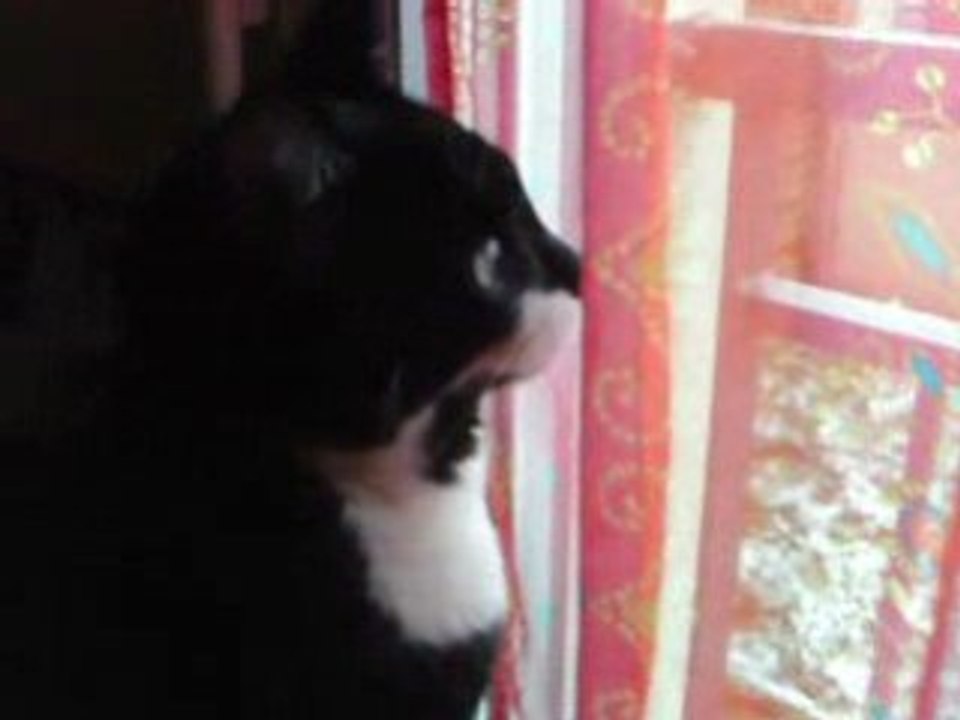 Popeye le chat hyperactif