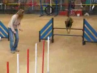 Alpha au 2è degré agility le 16.11.08