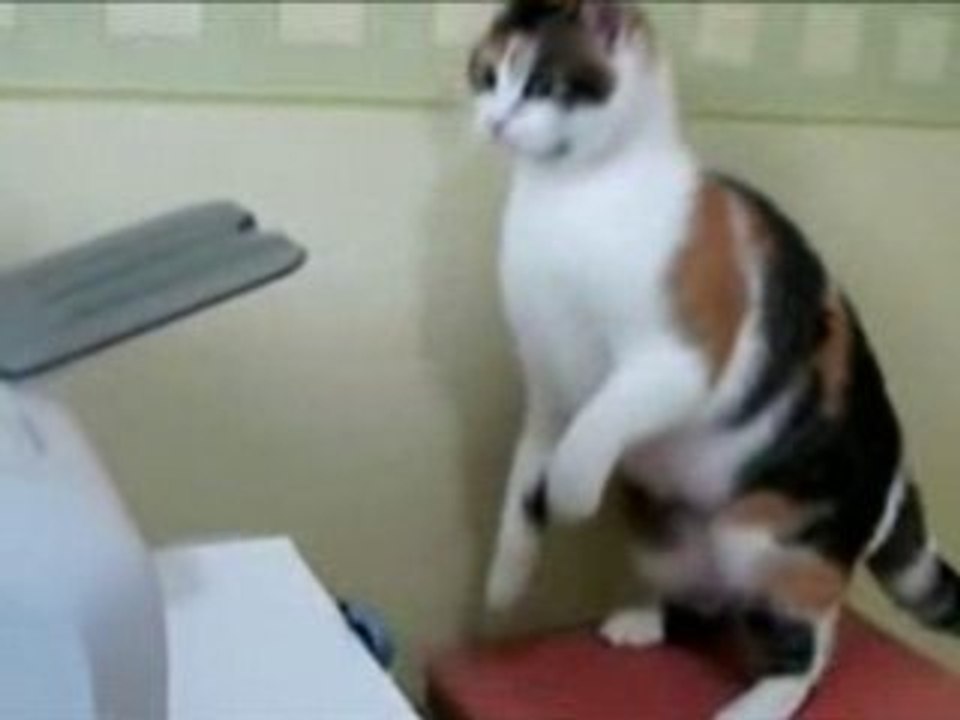 CHAT FACHE AVEC L IMPRIMENTE