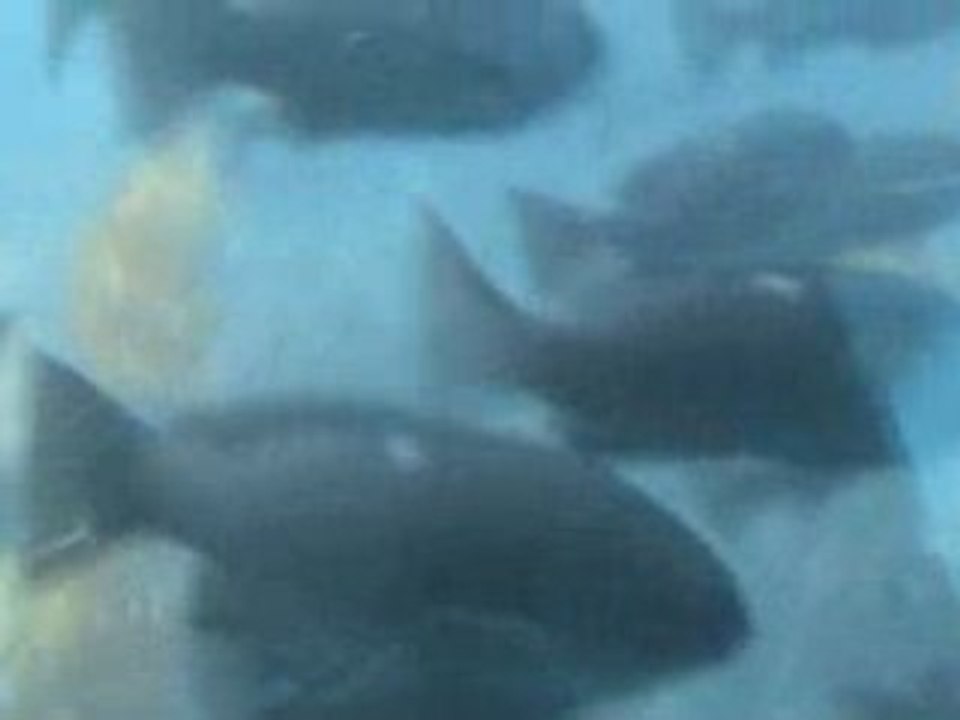 Avalon Underwater tour