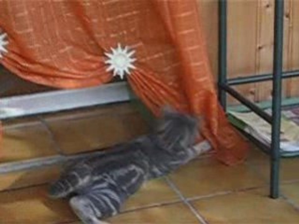 chaton pète les plombs
