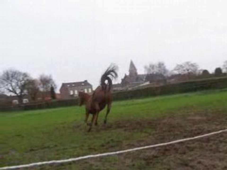 Quarré fait le fou