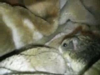 Полусонный джунгарский хомяк