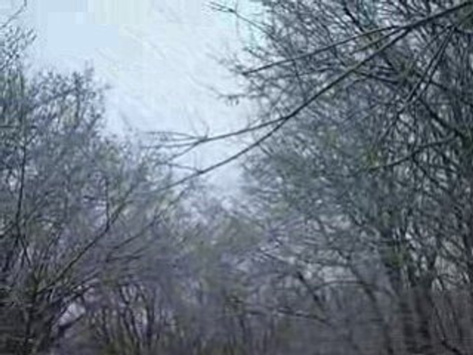 2008 12 01 forêt de P 008