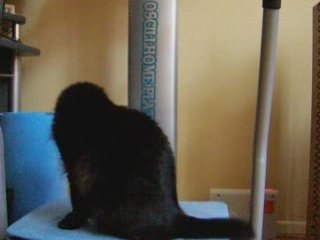 Chat qui fait du sport... drôle de minou