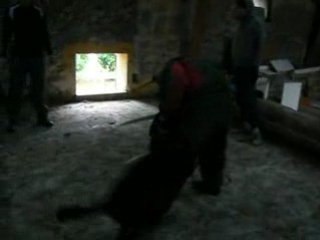 entrainement brigade canine.