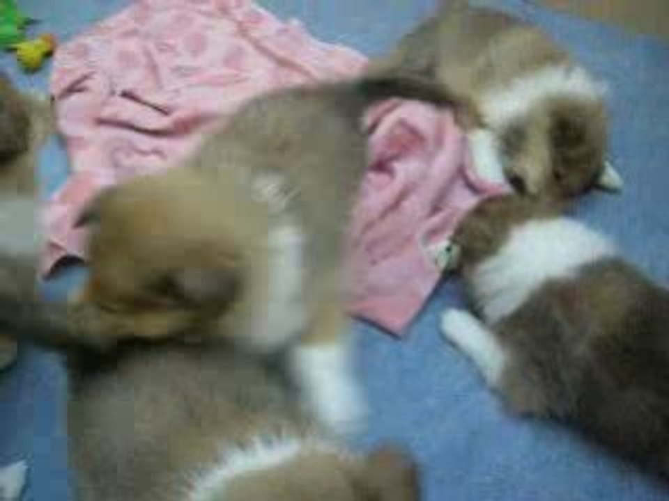 Bébés d'ANGELIQUE 5 semaines