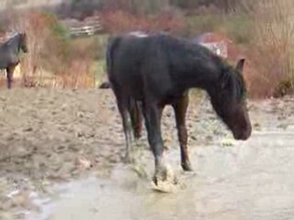 Tennebra 1