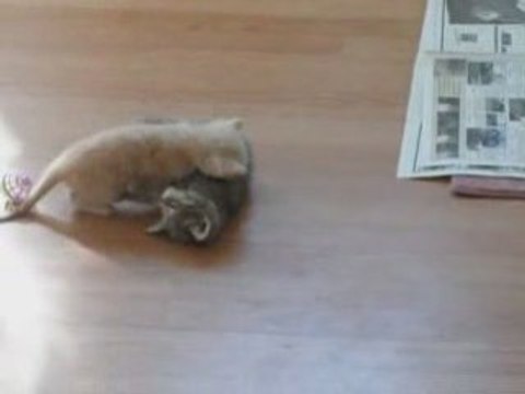 Bagarre de chatons