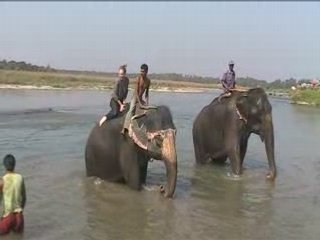 Bain des éléphants 2 MOV044