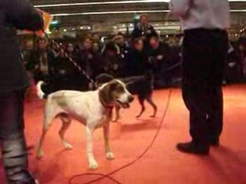 Pastis rocco sur le podium du Noël des Animaux