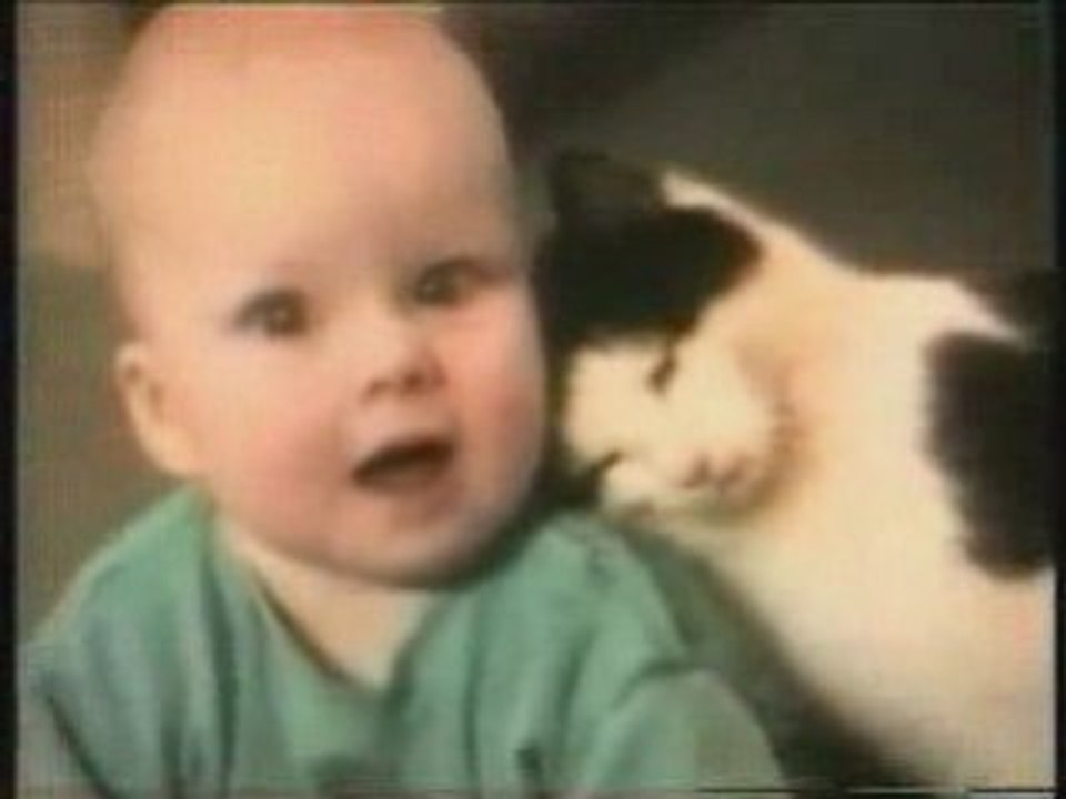 Very Very Funny  cat