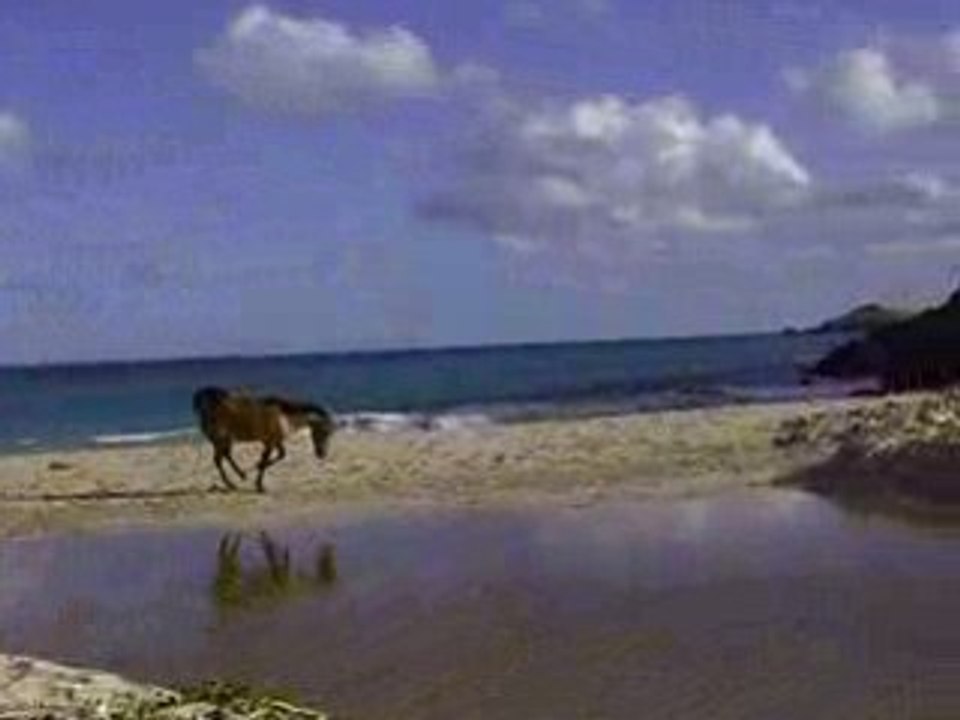 toska à la plage le 30 nov 2008