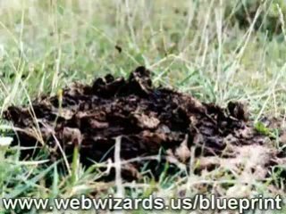 Earn Extra Money Blueprint