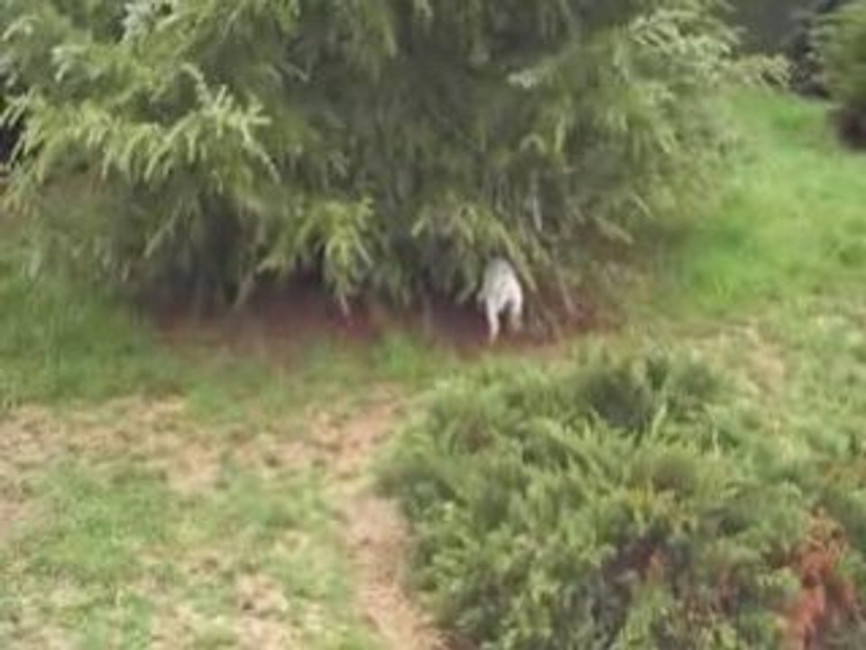 NOS CHIOTS ONT SEPT SEMAINES