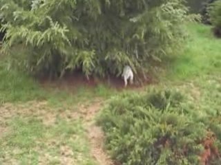 NOS CHIOTS ONT SEPT SEMAINES