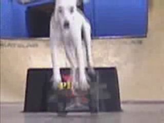 Pete The Skateboarding Dog