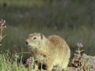 LA VIE PRIVÉE DES ANIMAUX (ANTHO)