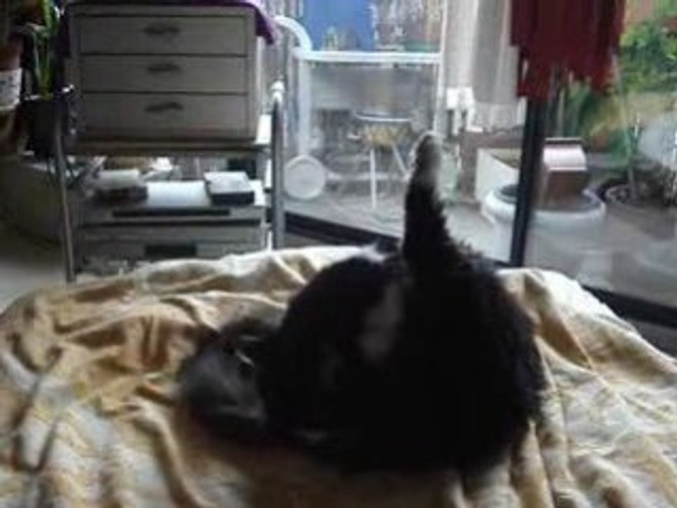 toilette de chat et redodo !!
