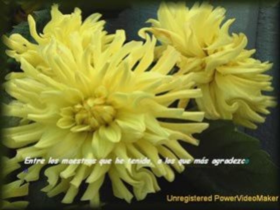 Cultivar Flores