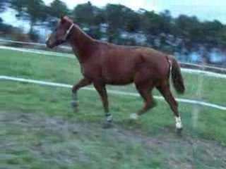 100_1834 mon superbe trotteur