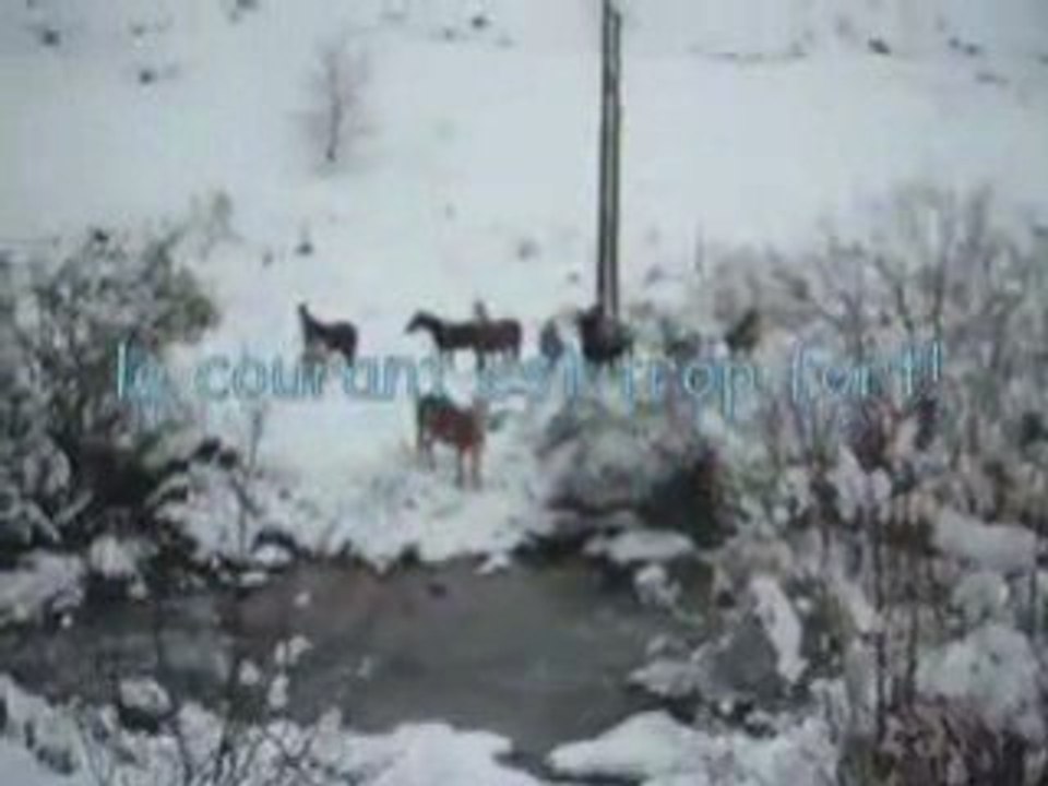 Les poneys et le gave