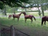 chevaux au prés a Vilvert