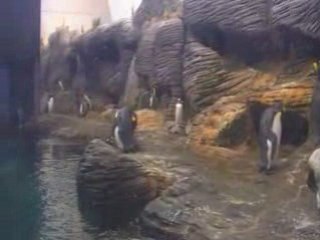 Maximun destruction perd ca carroserie