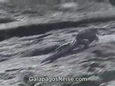 Galapagos Islands - Iguanas - Part 1