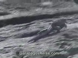 Galapagos Islands - Iguanas - Part 1