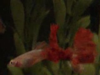 Explain this fish behavior