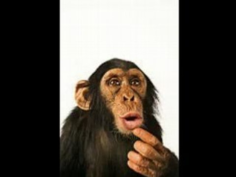 MKP MONEY MONKEY BUSINESS