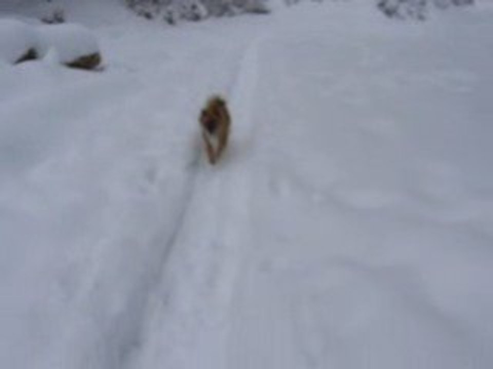 Loulou dans la neige