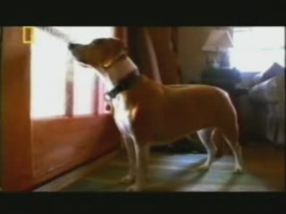 Inteligencia canina: Asociacion de ideas