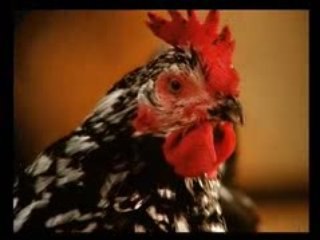 LES POULES