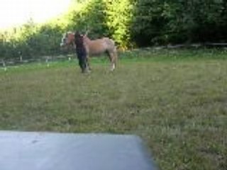 Travail étho jab&moi aout 08